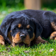 grass, Rottweiler, Puppy