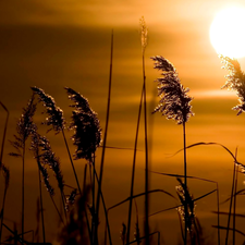 grass, sun, rays