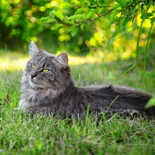 grass, cat, resting