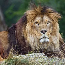 Lion, grass, resting, The look