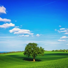 Sky, trees, grass, clouds