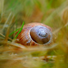 grass, shell, snail