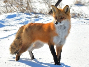 grass, Fox, snow