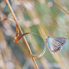 butterfly, grass, stalk, Dusky Icarus