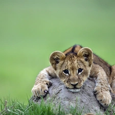 grass, lion, Stone