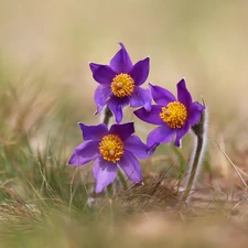 pasque, grass, Three, purple, Flowers