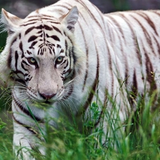 grass, White, tiger