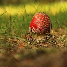 grass, Red, toadstool