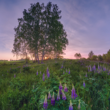 Violet, Green, trees, grass, Meadow, lupine, viewes