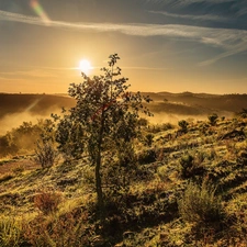 grass, trees, sun, Fog, west