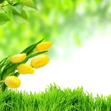grass, Yellow, Tulips