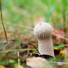 White, mushroom, grass, hairy
