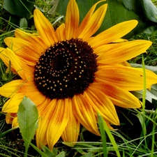 grass, Sunflower, Yellow