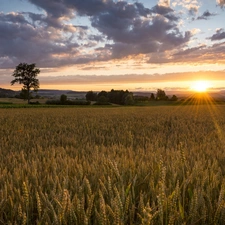 clouds, Field, Great Sunsets