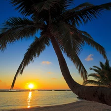 Palms, sea, Great Sunsets