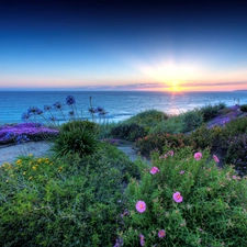 sea, Flowers, Great Sunsets, Coast