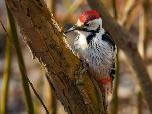 Great Woodpecker, trees
