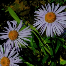 Leaf, Alpine aster, green ones