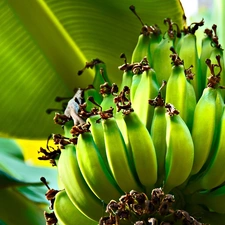 bananas, Leaf, green ones