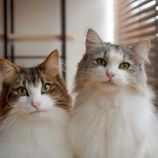 Eyes, Shutters, cats, green ones, Two cars