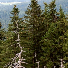 Conifers, high, green ones