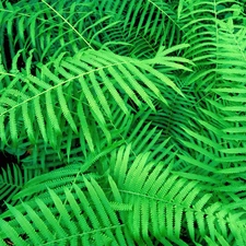 green ones, fern