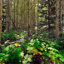 forest, green