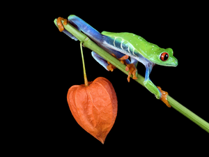 physalis, branch, frog, Red eyed tree frog, Green