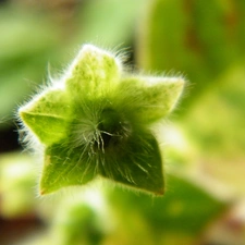 Kohleria, Green