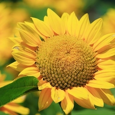 Green, leaf, Yellow, flakes, Nice sunflowers