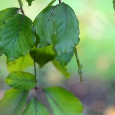 green ones, Leaf