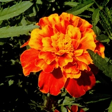 Leaf, Tagetes, green ones