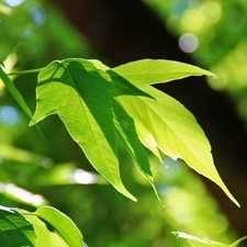 green ones, Leaf