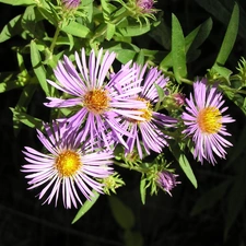 leaves, Aster, green ones