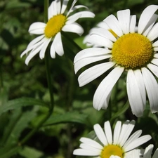 leaves, Daisy, green ones