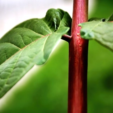 leaves, stalk, green ones