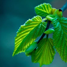 leaves, stalk, green ones