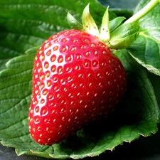 leaves, Strawberry, green ones