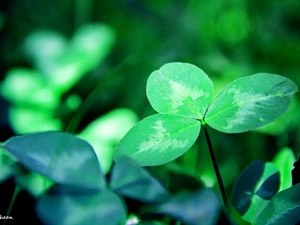 leaves, trefoil, green ones