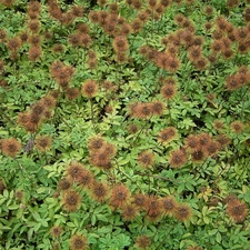 green ones, leaves