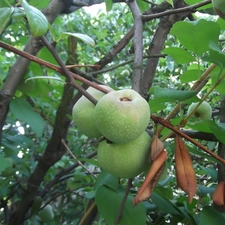 maturing, Bush, green, figs