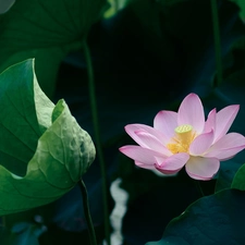 Pink, green ones, Leaf, lotus