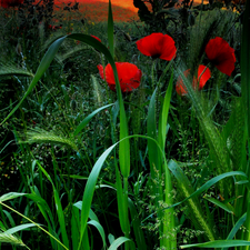 Red, Ears, green, papavers