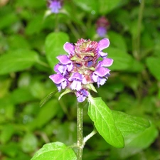 Violet, Close, green, nettle