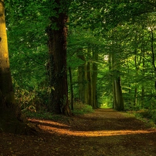 green, forest, Way