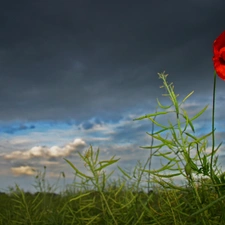 Grey, Sky, red weed, Clouds, Red