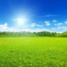 flowery, Sky, grove, Meadow