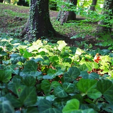 Park, ivy, growing on