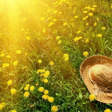 rays of the Sun, Hat, dandelions, Meadow