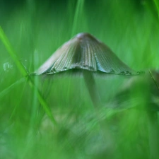 Hat, Mushrooms, grass